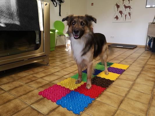FitWuff Hundephysio Dr. med. vet. Heike Merath