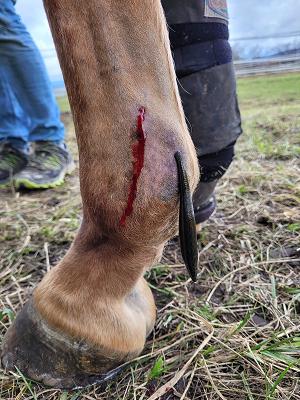 Vita Animal Tierheilpraktikerin