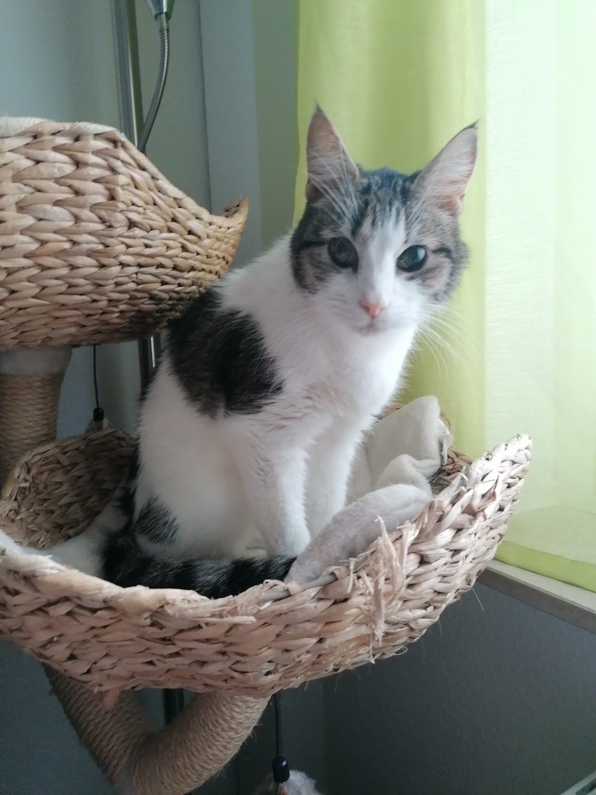 felmo Mobiler Tierarzt Erfurt
